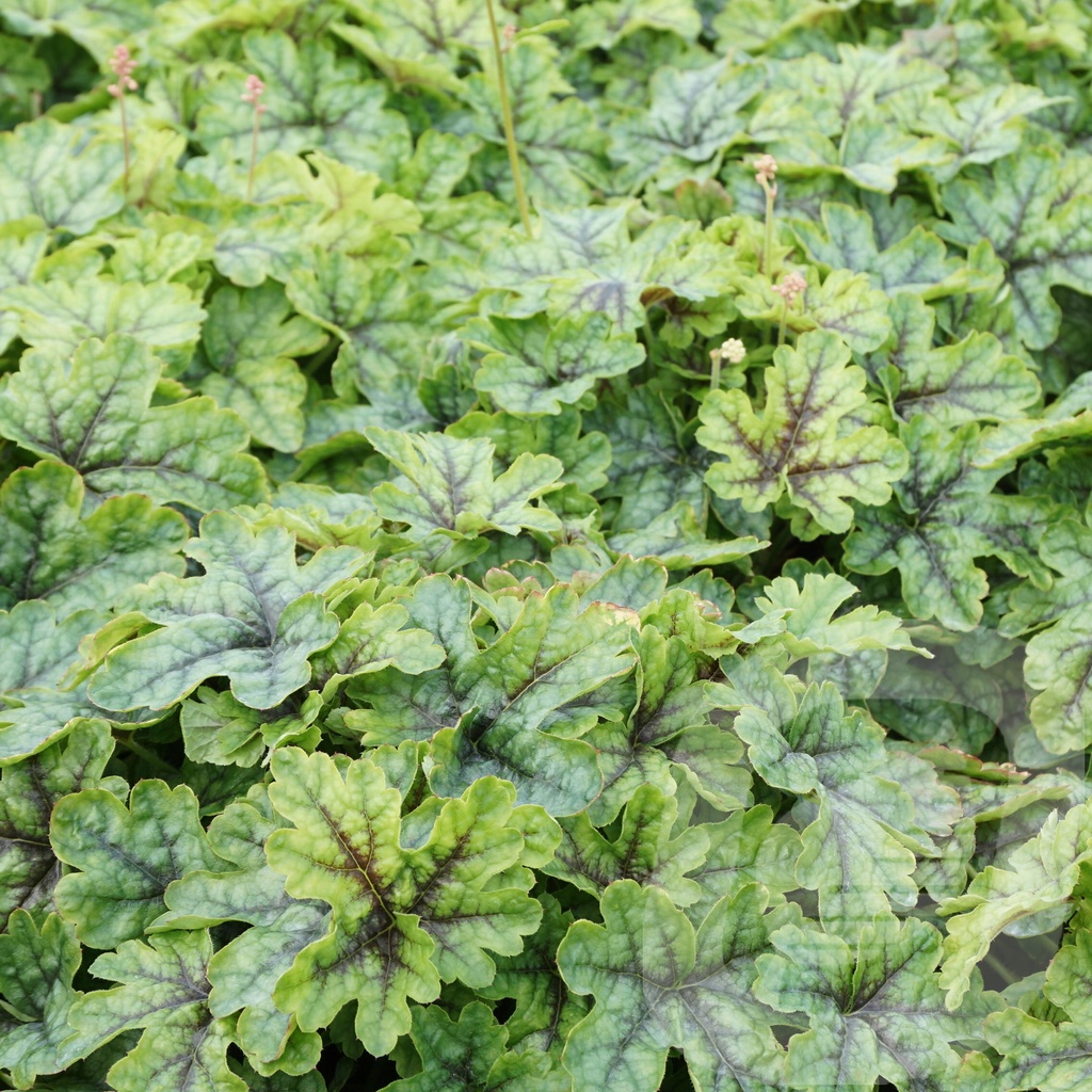 Heucherella 'Tapestry'®