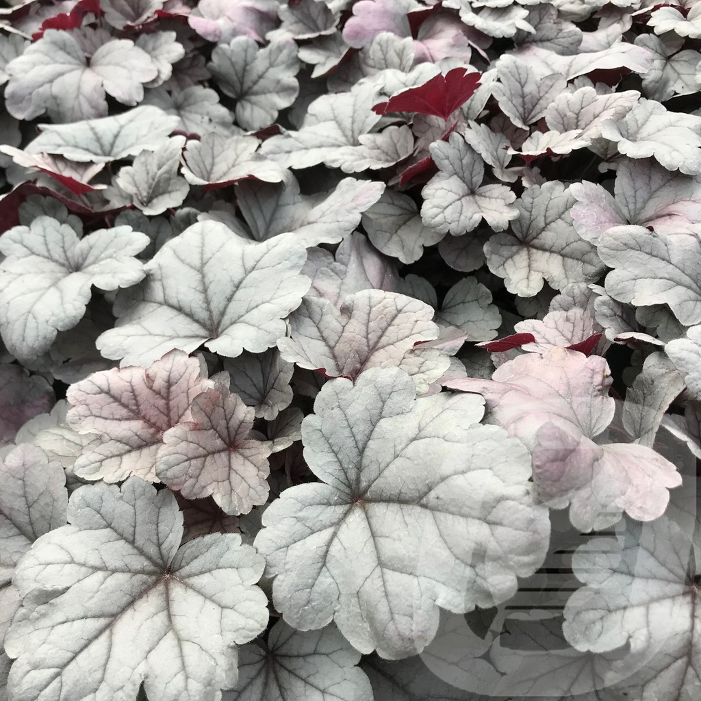 Heuchera 'Silver Gumdrop'®