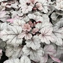 Heuchera 'Silver Gumdrop'®