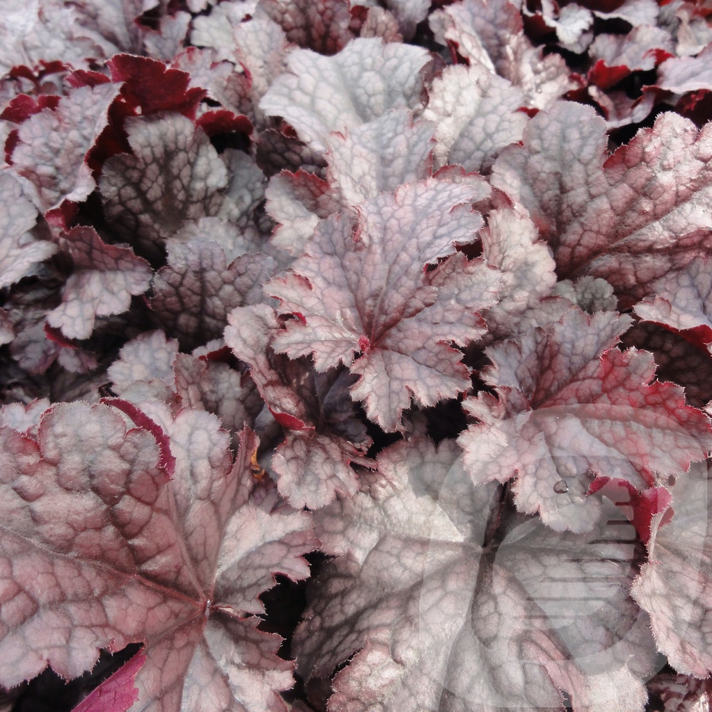 Heuchera 'Plum Pudding'®