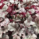 Heuchera 'Plum Pudding'®