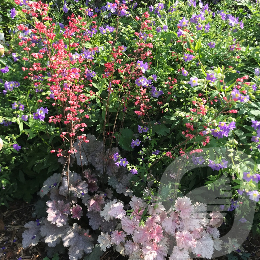 Heuchera 'Pinky Panky'®