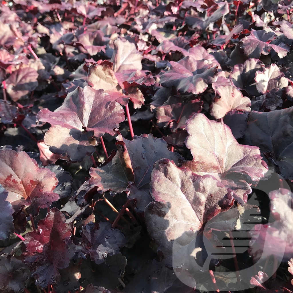 Heuchera 'Obsidian'®