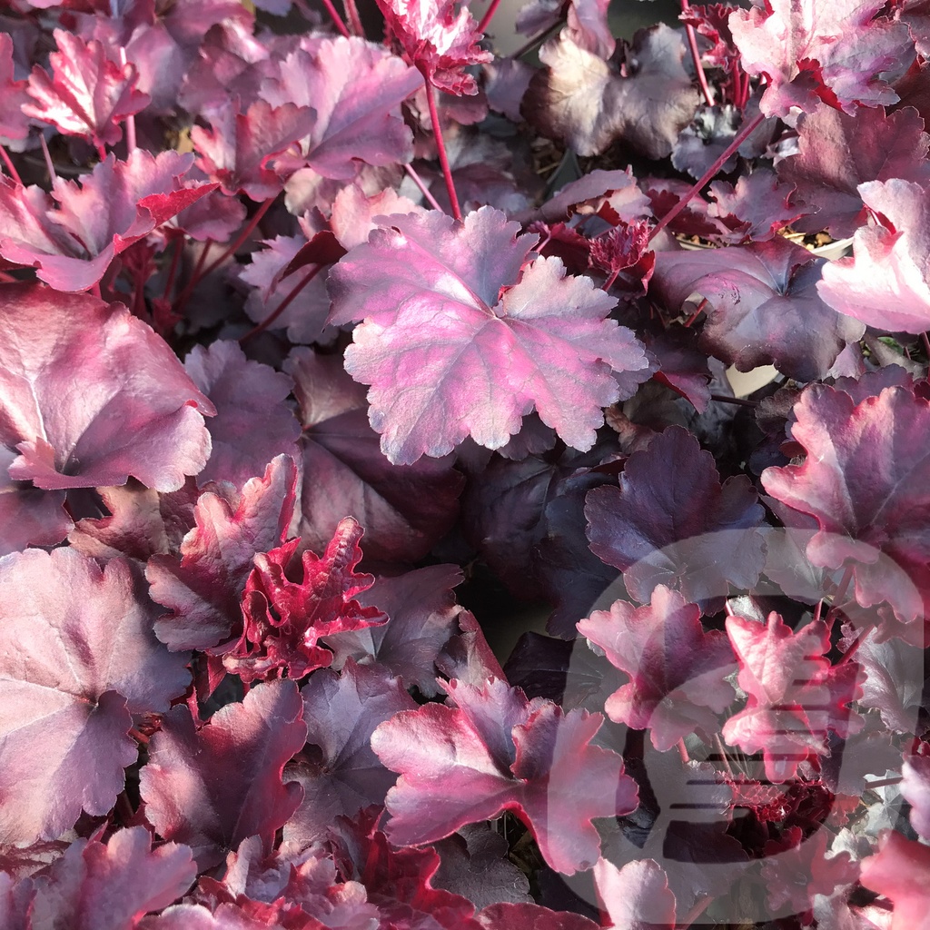 Heuchera 'Mulberry'®