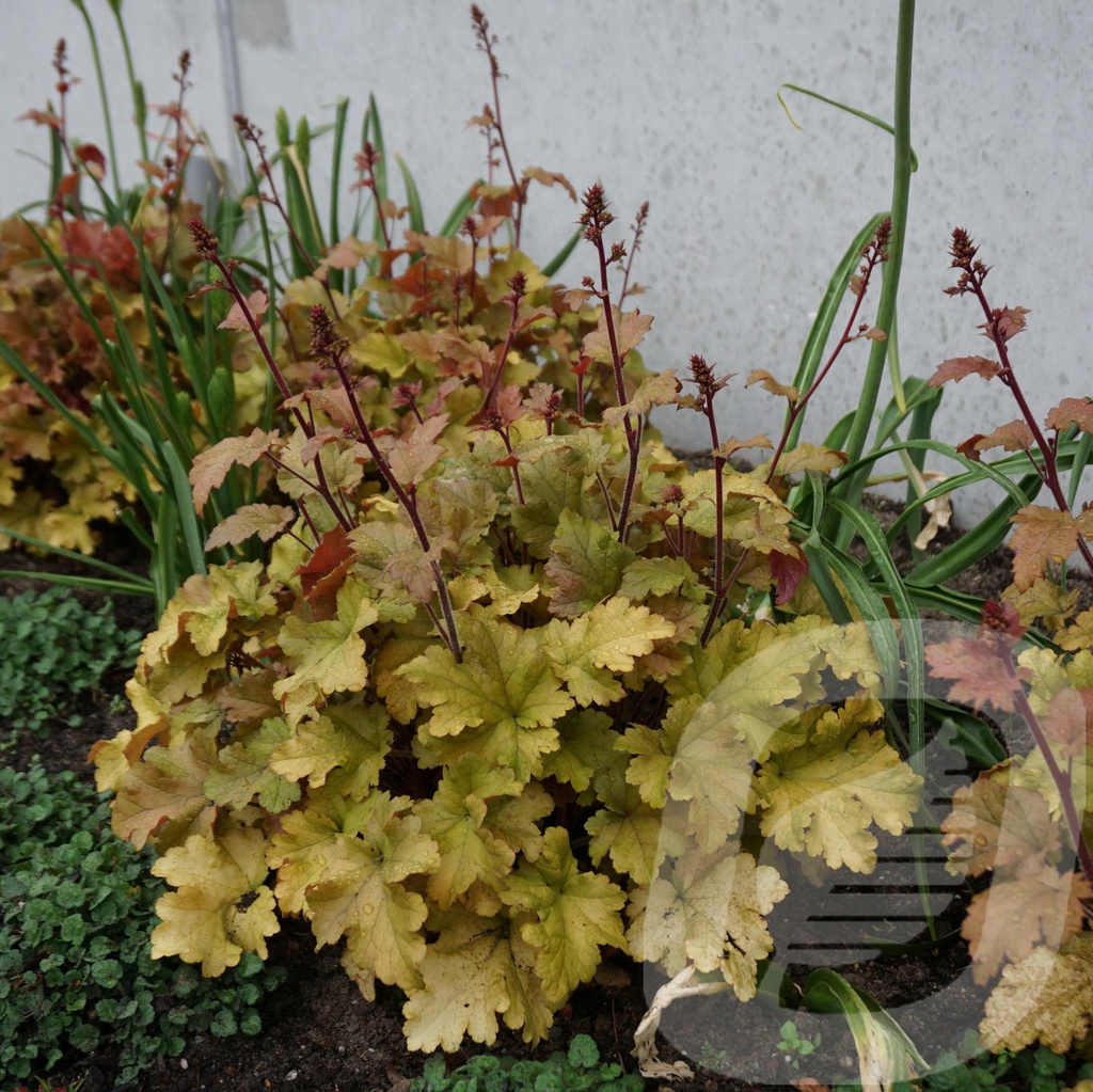 Heuchera 'Marmalade'®