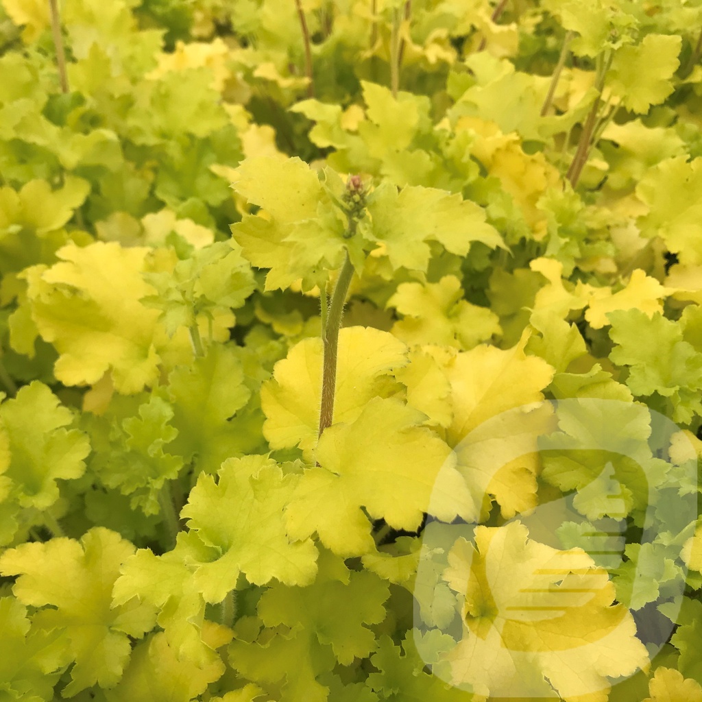 Heuchera 'Lime Marmalade'®