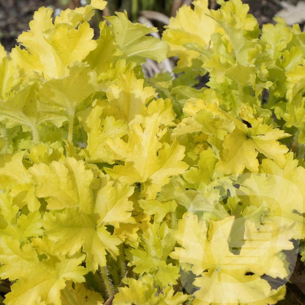 Heuchera 'Lime Marmalade'®