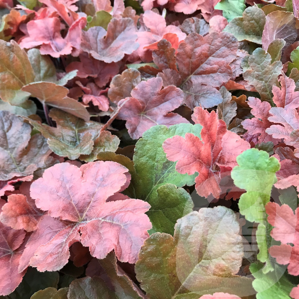 Heucherella 'Hopscotch'®