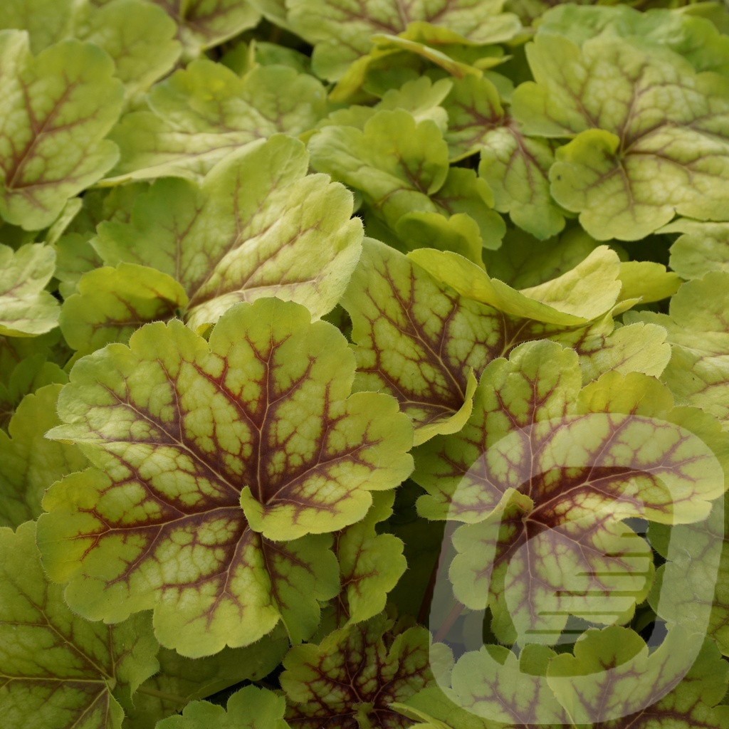 Heuchera 'Happy Easter'®