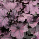 Heuchera 'Forever Purple'®