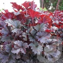 Heuchera 'Dark Secret'®