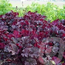 Heuchera 'Dark Secret'®