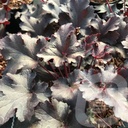 Heuchera 'Crazy Rasta'®