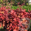 Heuchera 'Cranberry'®