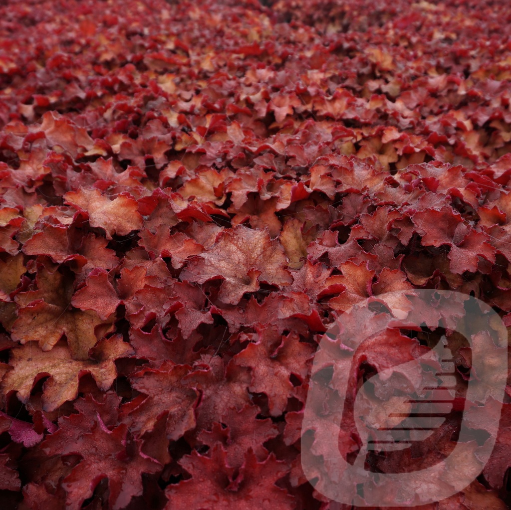 Heuchera 'Cranberry'®