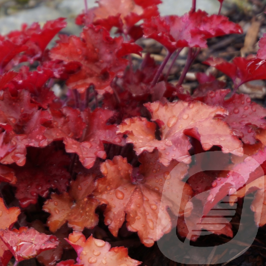 Heuchera 'Cranberry'®