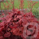 Heuchera 'Cherry Cola'®