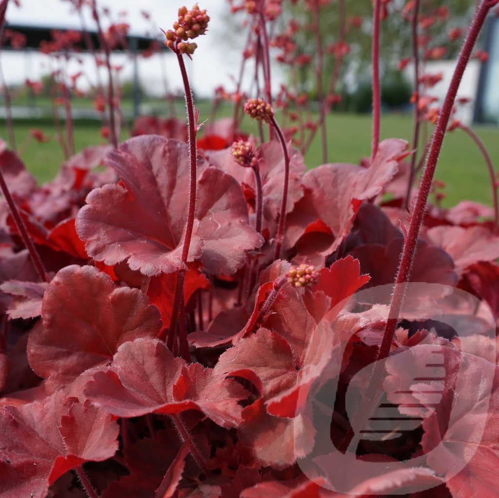 Heuchera 'Cherry Cola'®