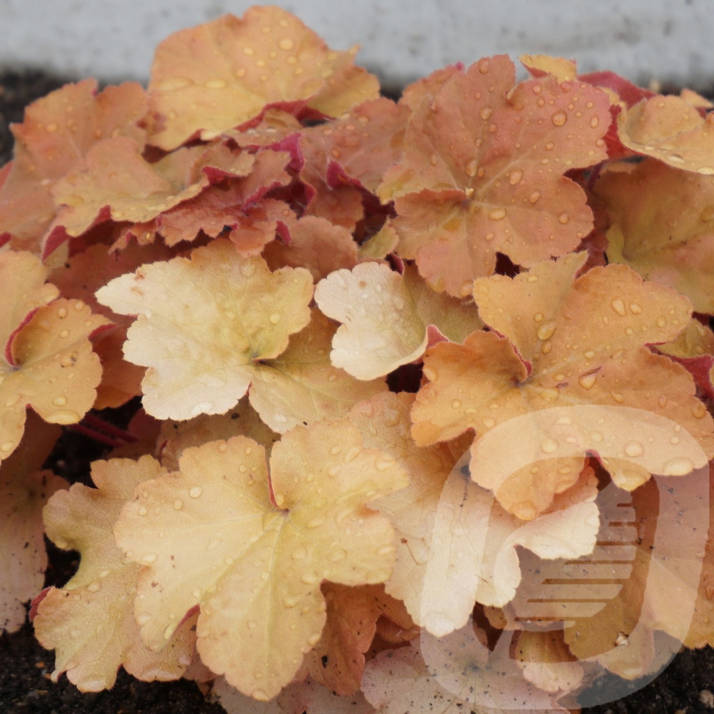 Heuchera 'Caramel' ®