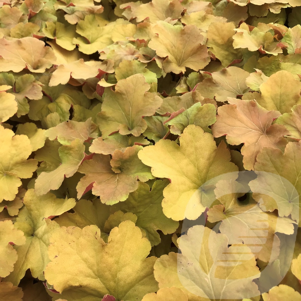 Heuchera 'Caramel' ®