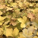 Heuchera 'Caramel' ®