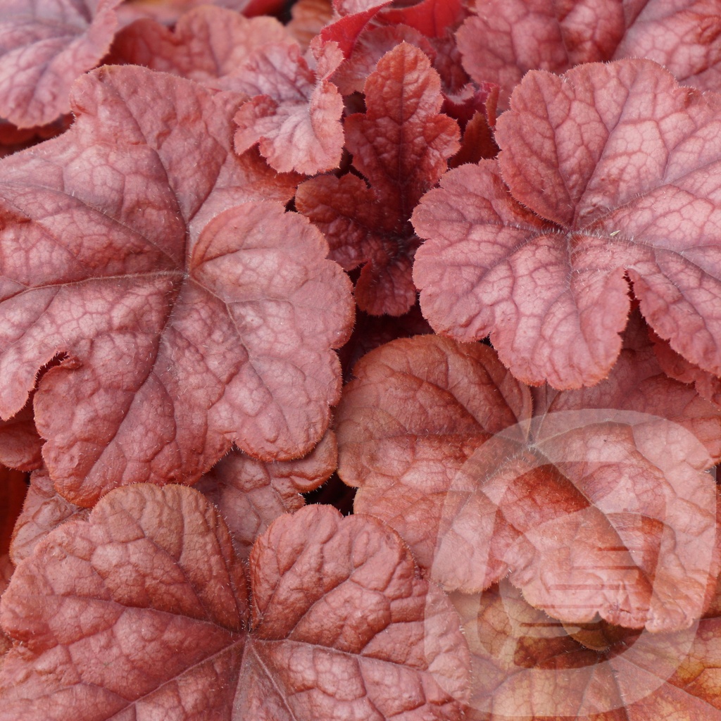 Heucherella 'Buttered Rum'®