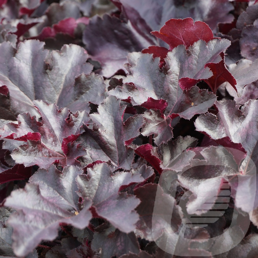 Heuchera 'Black Pearl'®