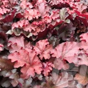 Heuchera 'Boysenberry'®