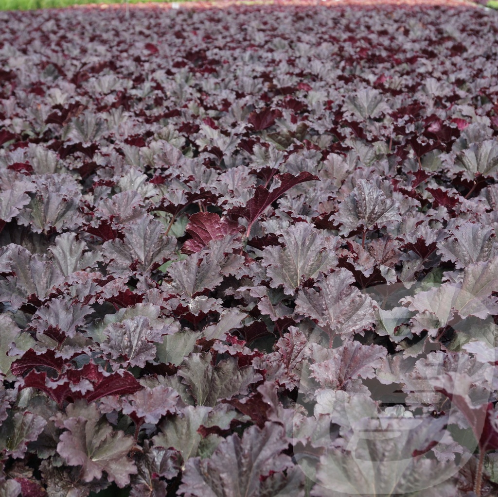 Heuchera 'Binoche'®