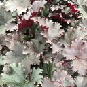 Heuchera 'Binoche'®