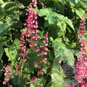 Heuchera 'Berry Timeless'®