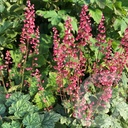 Heuchera 'Berry Timeless'®