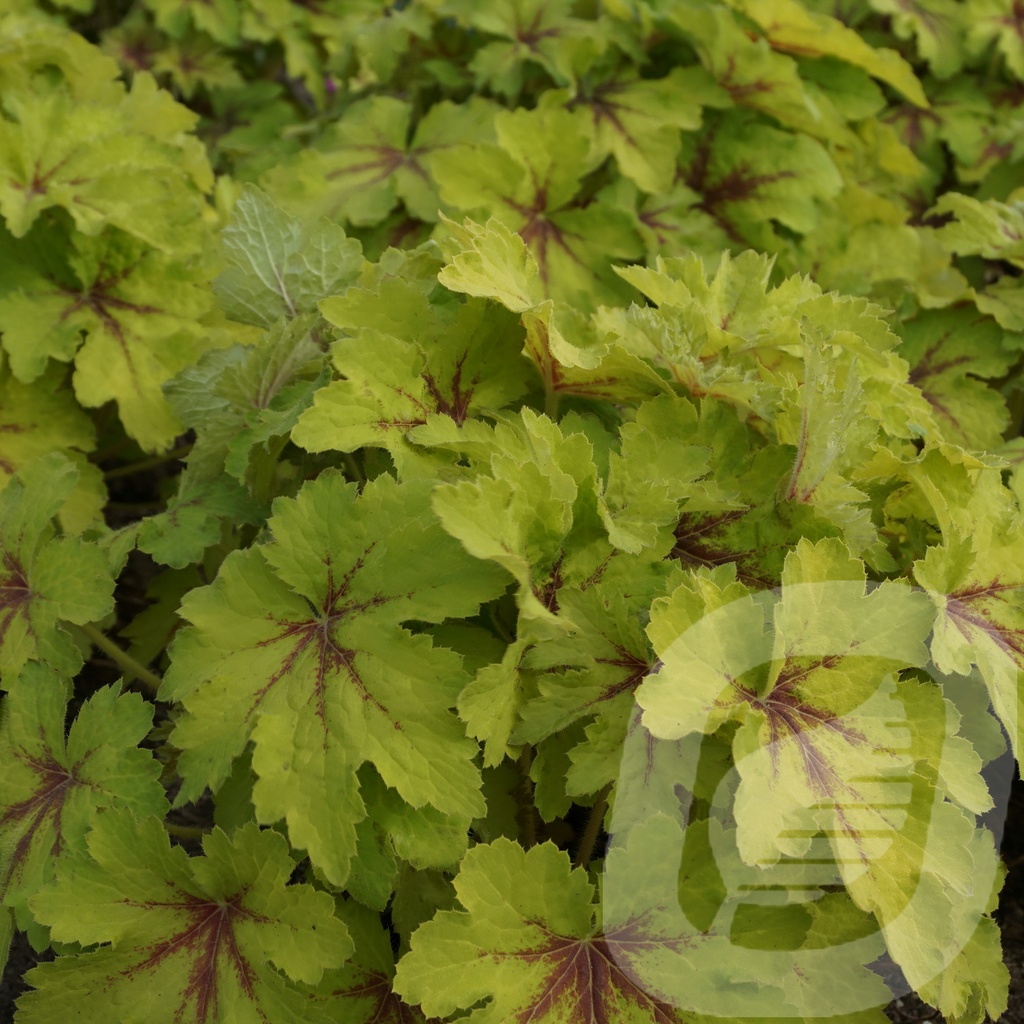 Heucherella 'Art Nouveau'®