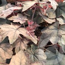 Heucherella 'Art Deco'®