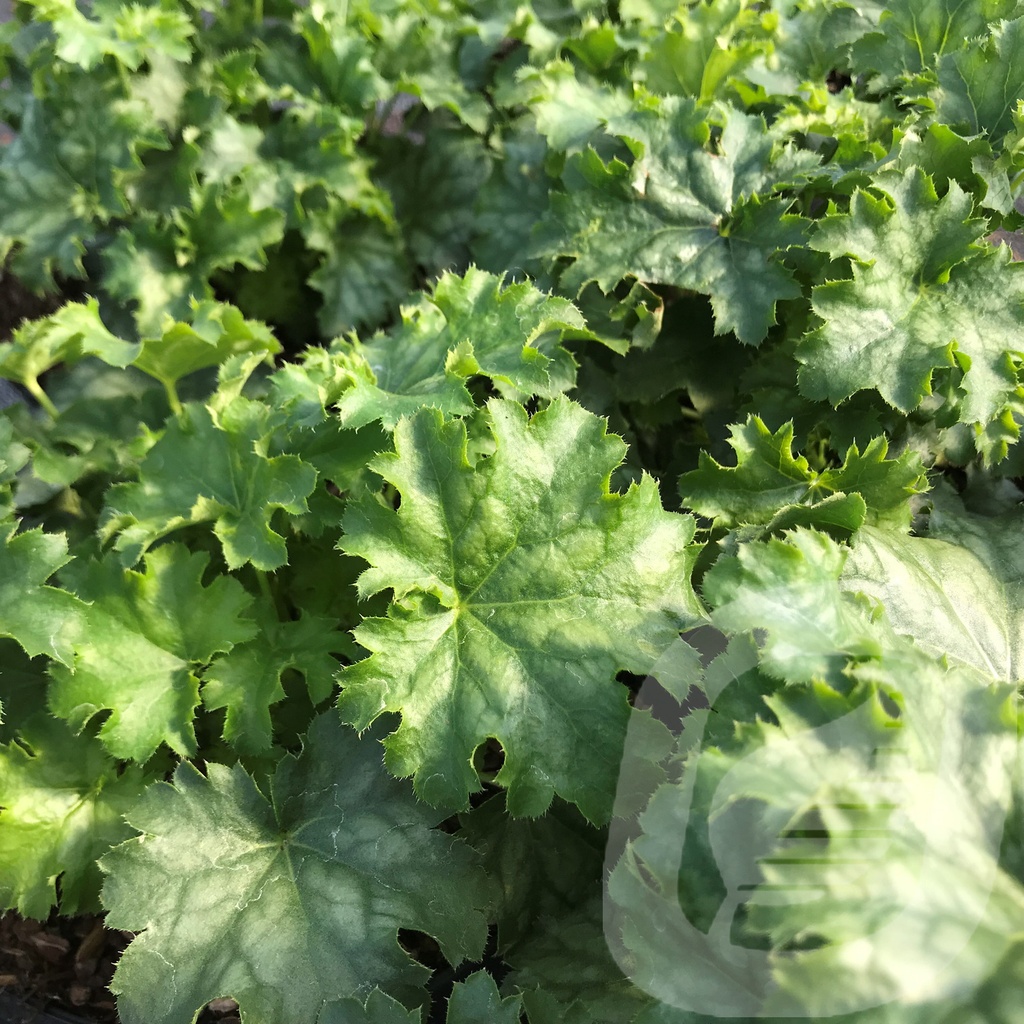 Heuchera 'Apple Crisp'®