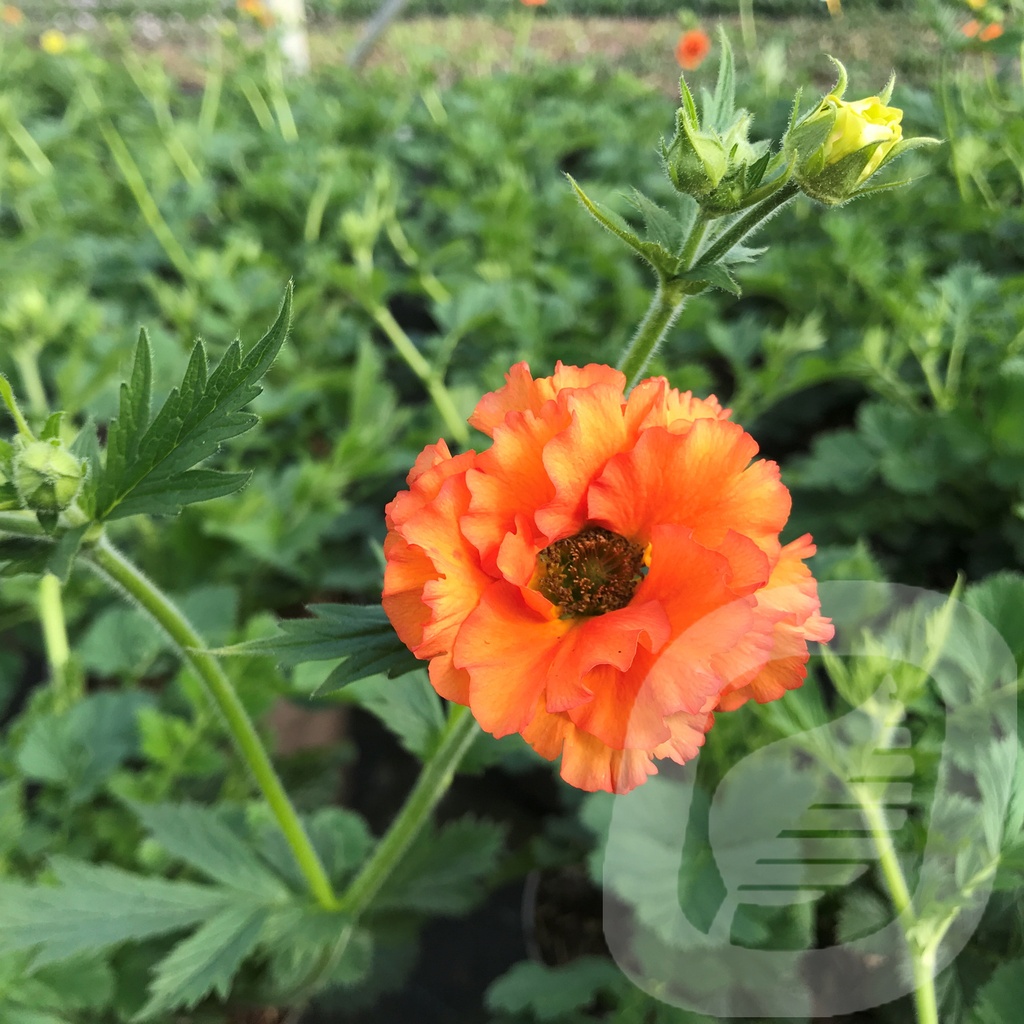 Geum 'Tropical Tempest'®