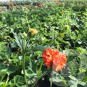 Geum 'Tropical Tempest'®