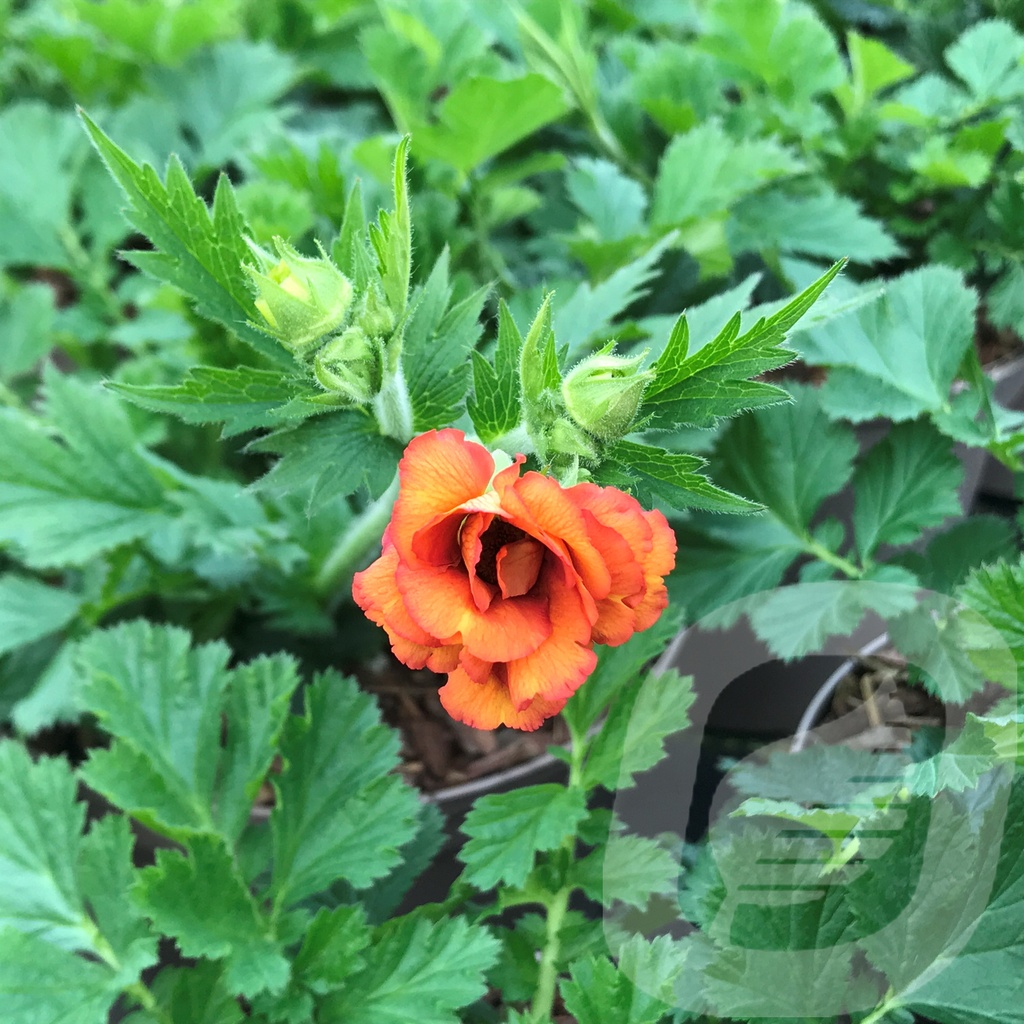 Geum 'Tropical Tempest'®