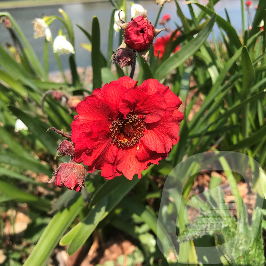 Geum 'Fiery Tempest'®