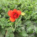 Geum 'Fiery Tempest'®