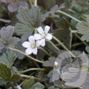 Geranium 'Sanne'