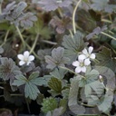 Geranium 'Sanne'