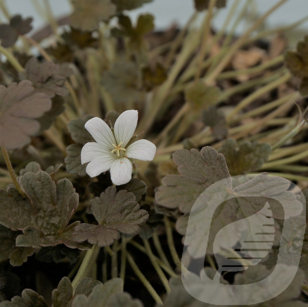 Geranium 'Sanne'