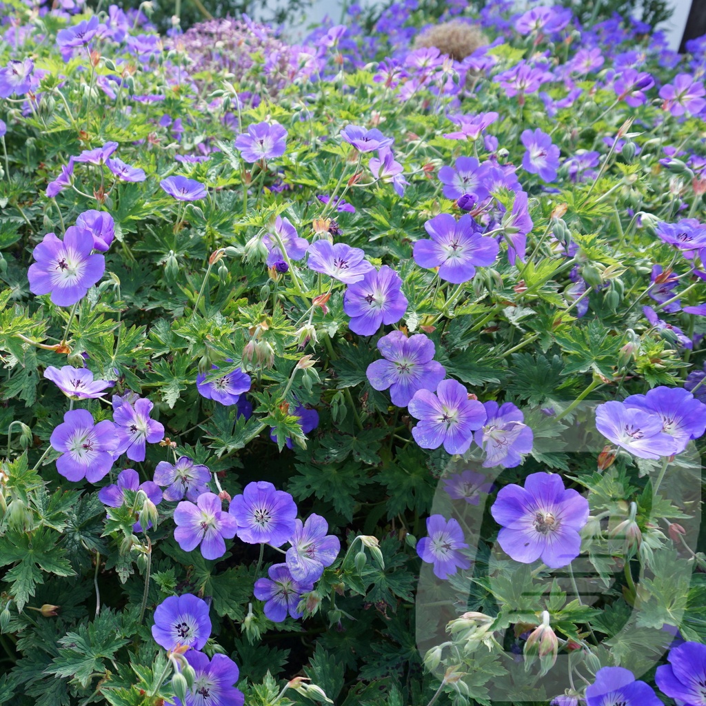 Geranium 'Rozanne'®