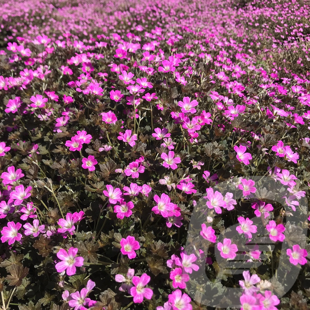 Geranium 'Orkney Cherry'®