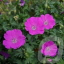 Geranium sang. 'Max Frei'