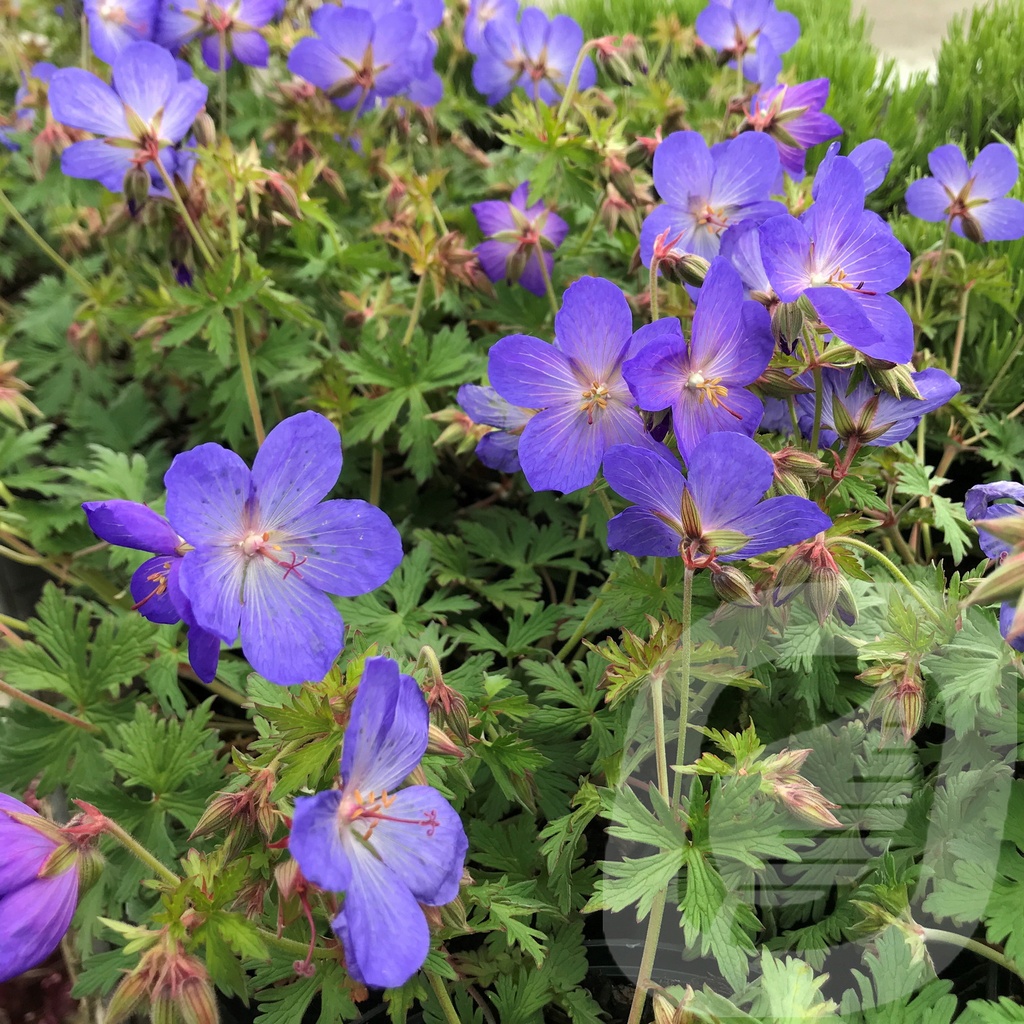 Geranium 'Johnson's Blue'