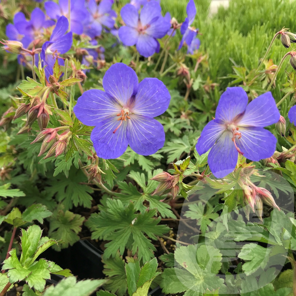 Geranium 'Johnson's Blue'