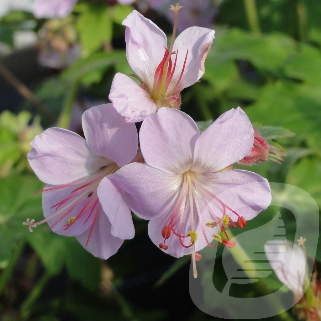 Geranium macr. 'Ingwersen's Variety'