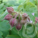 Geranium macr. 'Ingwersen's Variety'